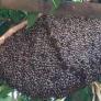 La increíble técnica de defensa de las abejas para sobrevivir que pocas veces se puede ver