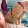 Este gatito se sienta en su hombro todos los días y lo que pasa después te derretirá el corazón