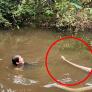 Un explorador se enfrenta cara a cara con una cobra real gigante: "¡Es la serpiente venenosa más grande del mundo!"
