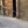 La innovadora técnica de vacunación para los perros callejeros en Egipto que causa revuelo