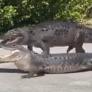 El inesperado enfrentamiento entre un cocodrilo y un caimán en los Everglades