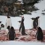 La ciencia sorprende con la conclusión del último estudio sobre pingüinos: sus excrementos afectan al clima