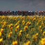Un agricultor en Sevilla está faenando entre girasoles y tropieza con una especie única: "Es una anomalía biológica notable"