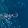Las impactantes imágenes de Sophia, la orca abuela de 60 años, cazando a un gran tiburón blanco
