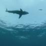 Este tiburón vive en las profundidades del océano, pocos lo han visto y es uno de los más peligrosos del mundo