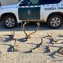 Entran a una finca a recoger cuernos a modo de trofeo, la Guardia Civil les pilla infraganti y sus ahorros se desvanecen