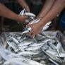 Frustración tras los resultados de la primera prueba de importación de pescado de Marruecos a Ceuta