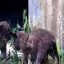 Una pelea entre cachorros de lince no termina en desgracia gracias a la madre: "Están para Hermano Mayor"