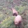 Todos pensaban que su perro se había perdido, pero su instinto hizo algo que nadie esperaba