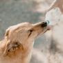 Una enfermera veterinaria alerta a los dueños de perros por un popular bebedero: "No dejen que beban"