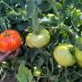 Estos son los dos únicos fertilizantes naturales que pasan la prueba real en un cultivo de tomates: "Mi producción de tomates se ha duplicado"