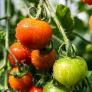 Una sencilla prueba en el suelo de tu huerto permite saber si tienes que echarle ceniza para cultivar tomates sabrosos
