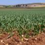 Esta fibra está presente en la verdura base del campo español y es un gran aliado contra el colesterol