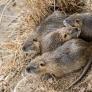 Introducen intencionadamente esta especie en España, algo sale muy mal y ahora es un peligro para la fauna autóctona
