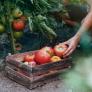 Los tomates tienen un "enemigo" y muchos lo ponen de vecino en el jardín