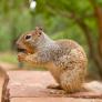 El adorable animal con pinta de peluche que es una de las mayores especies invasoras de Canarias
