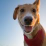 Activan las alarmas tras descubrir el gran problema que causan los más de mil millones de perros domésticos