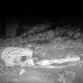 Instala una cámara de trampeo en mitad de la sierra de Madrid, deja una pata de jamón y alucina con los animales que capta