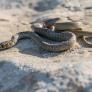Esta es la serpiente con la que puedes topar este verano en el campo y jardines de España y piden mantener la calma