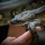 Una anaconda descubierta en el Amazonas amenaza con reescribir los libros de zoología