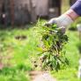 Adiós a las malas hierbas: lleva este ingrediente de la cocina a tu jardín y te librarás de uno de los grandes problemas de la primavera