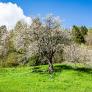 El doble beneficio del árbol de la primavera: dan fruto y son un repelente natural contra las garrapatas