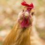 Adiós al veterinario: esparce esta hoja en tu gallinero de autoconsumo para crear un búnker contra enfermedades