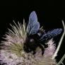 Mensaje tranquilizador por el insecto aterrador similar a la abeja que se ve en España a partir de mayo