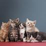 La ciencia sentencia la popular duda sobre la particularidad de los gatos: igual que los humanos