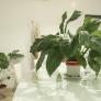 Muchos españoles tienen esta planta en casa y la han declarado un peligro para niños y mascotas