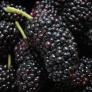 Esta "fruta de las abuelas" tiene 22 veces más calcio que un vaso de leche