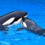 Los internautas escogen el nombre de la nueva orca de Loro Parque y rinde un gran tributo a este precioso espacio natural de Tenerife