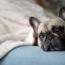 Compra un bulldog por Internet, deja de ser cachorro y se da cuenta de que ha caído en la mejor estafa de la historia
