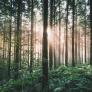 Hasta los ecologistas animan talar cuanto antes estos árboles que representan un gran peligro para el ecosistema