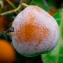 No tires una mandarina con moho: tienes un tesoro contra la plaga que invade casas desde hace meses