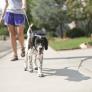 Una experta canina comparte su secreto para que tu perro no tire constantemente de la correa al pasear