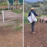 Un pastor tira de ironía para responder ante las multas que sufren los agricultores por no llevar retretes portátiles al campo