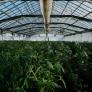 La policía destruye 20 toneladas de cannabis y los vecinos acaban con vómitos y alucinaciones por el humo