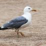 Científicos dan la voz de alerta tras detectar una neurotoxina en las gaviotas