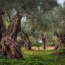 Ni los olivos de Jaén ni los de Córdoba: el mejor está en la otra punta de España y tiene 1.200 años de antigüedad