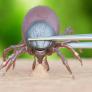 Un cazador experimentado enseña cómo deshacerse de una garrapata con un trozo de la fibra que todos los españoles tienen en su baño