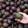 España enciende las alarmas al duplicarse los aguacates contaminados que llegan de los países frecuentes en nuestros supermercados