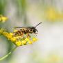 Ni químicos ni trampas: el trucazo natural para mantener alejadas a las avispas de tu jardín