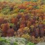 En Italia piden hacer las maletas para visitar en masa el bosque inmortal español "que ha visto el Imperio Romano"
