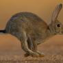 Científicos hallan que los conejos y las liebres transmiten la enfermedad parasitaria que afecta a miles de españoles al año