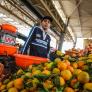 España deja sin oportunidad a los cítricos de Marruecos