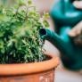 Muchos quitan esta planta del jardín sin saber que es una aniquiladora de plagas