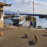 Una remota isla de 1 kilómetro habitada por 4 personas que tienen que alimentar a cerca de 100 gatos