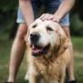 Una veterinaria confirma que los perros también pueden padecer TDH: "Si es muy activo o impulsivo"