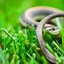Esta es la señal de advertencia de que tienes una serpiente merodeando escondida en tu jardín
